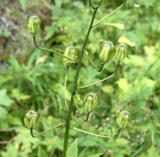 Lilium martagon - frutti